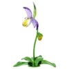 Florere Lady Slipper Orchid