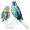 Jungle Beats Parakeet Couple Fife & Fifer