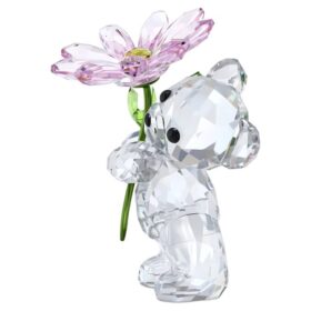 Kris Bear a Daisy for You